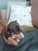 Prześliczna Niebieska Maleńka XXS Chihuahua [ REZERWACJA]