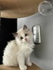 Koty Ragdoll - 4