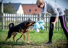 PAJDEK grzeczny i kochany, ale chce być w końcu chciany... - 7