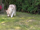 Siberian husky boy 4 miesięczny - 4