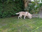 Siberian husky boy 4 miesięczny - 3