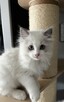 Koty Ragdoll - 5