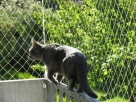 Siatka Na Ptaki Przeciw Gołębiom Dla Kota Na Balkon Łódź - 2