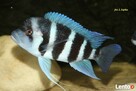 Cyphotilapia Frontosa Moba - 2