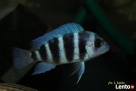 Cyphotilapia Frontosa Moba - 3