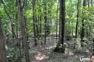 Działka leśna Nowe Skoszewy gm. Nowosolna - 2