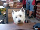 STRZYŻENIE PIESKÓW FRYZJER DLA PIESKÓW-POZNAŃ GRUNWALD - 4
