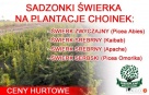 Świerk Pospolity PICEA ABIES 2/1 25-50 cm Producent HURT !!