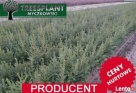 Świerk Pospolity PICEA ABIES 2/1 25-50 cm Producent HURT !! - 5