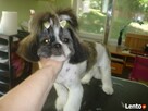 Psi fryzjer Salon pielęgnacji psów