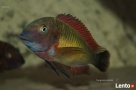 Ryby Tanganika Tropheus Moorii Kasanga Red Rainbow - 2