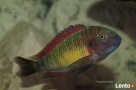 Ryby Tanganika Tropheus Moorii Kasanga Red Rainbow - 3