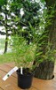 Bambus Phyllostachys Bissetii 3L60-90cm Sadzonki Mrozoodpone - 2