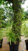 Pachnący Bambus PhyllostachysGreenPerfume3L60-100cm Sadzonki - 4