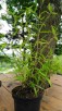 Pachnący Bambus PhyllostachysGreenPerfume3L60-100cm Sadzonki - 1