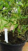 Bambus Phyllostachys Bissetii 3L60-90cm Sadzonki Mrozoodpone - 3