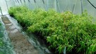 Bambusy Kraków Bambus Great Wall Rufa Grune Hecke Pingwu - 4