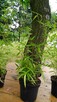 Pachnący Bambus PhyllostachysGreenPerfume3L60-100cm Sadzonki - 3