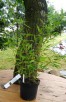 Bambus Phyllostachys Bissetii 3L60-90cm Sadzonki Mrozoodpone - 1