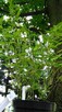 Bambus Phyllostachys Bissetii 3L60-90cm Sadzonki Mrozoodpone - 7