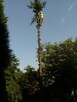 DRZEWA, WYCINKA, ŚCINKA, PRZYCINKA, PIELĘGNACJA, ARBORYSTYKA - 2