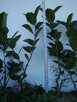 Aronia sadzonki - ekologiczne sadzonki aronii - 3