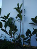 Aronia sadzonki - ekologiczne sadzonki aronii - 4