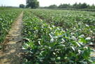 Aronia sadzonki - ekologiczne sadzonki aronii - 2