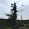 Cyprysik nutkajski Pendula sadzonka wpojemniku - 3