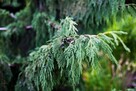 Cyprysik nutkajski Pendula sadzonka wpojemniku - 2