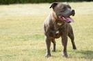 Staffik, Staffordshire bull terrier ZKwP/FCI Mł Ch.PL Reprod - 4