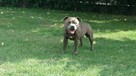 Staffik, Staffordshire bull terrier ZKwP/FCI Mł Ch.PL Reprod - 6