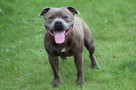 Staffik, Staffordshire bull terrier ZKwP/FCI Mł Ch.PL Reprod - 1