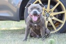 Staffik, Staffordshire bull terrier ZKwP/FCI Mł Ch.PL Reprod - 3