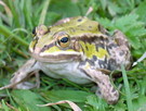 Korepetycje z Biologii