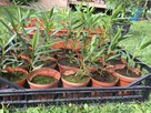Oleander nasiona 2020 - 8
