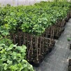Miłorząb dwuklapowy Mariken produkt sprzedawany w pojemniku - 2