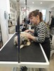 KURS GROOMINGU-STRZYŻENIE PSÓW ZAPRASZAMY SALON HAU-MIAŁ - 7