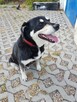 LUCKY – przyniesie szczęście w zamian za odrobinę serca - 8