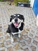 LUCKY – przyniesie szczęście w zamian za odrobinę serca - 2