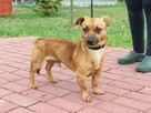 Rychu - mały, niskopodwoziowy i spokojny