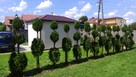 Artystyczne cięcie krzewów oraz Żywopłotów - 7