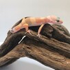 Gekon lamparci SHTCTB - 4
