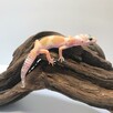 Gekon lamparci SHTCTB - 2