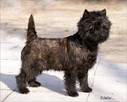 Cairn Terrier - rodowodowe (ZKwP/FCI) szczenięta. - 6