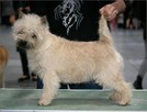 Cairn Terrier - rodowodowe (ZKwP/FCI) szczenięta. - 5