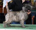 Cairn Terrier - rodowodowe (ZKwP/FCI) szczenięta. - 8