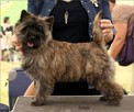 Cairn Terrier - rodowodowe (ZKwP/FCI) szczenięta. - 7