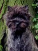 Cairn Terrier - rodowodowe (ZKwP/FCI) szczenięta. - 3