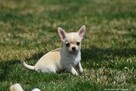 Chihuahua z rodowodem FCI